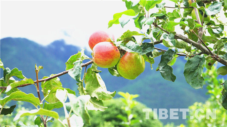 20208141597388587635_265_b (1).jpg